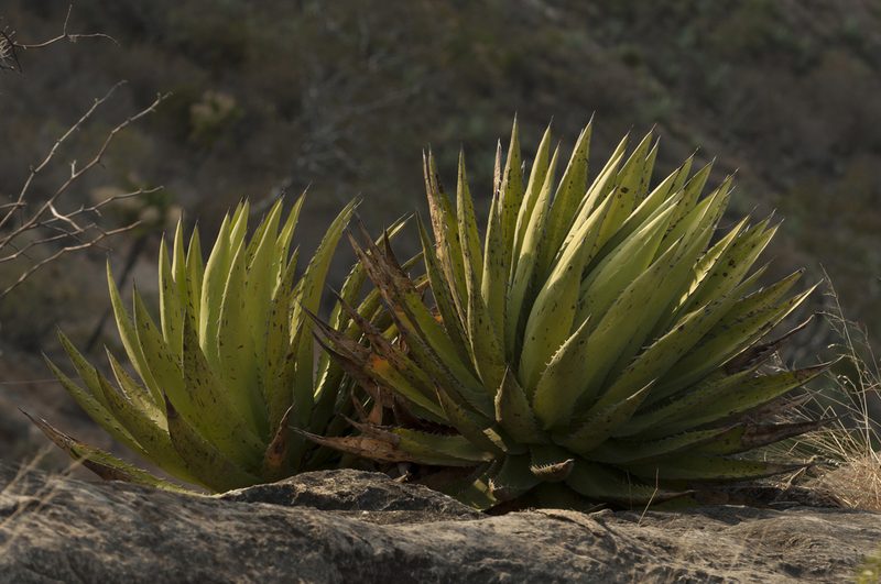 Agave convallis, photographed by Oscar Marín
