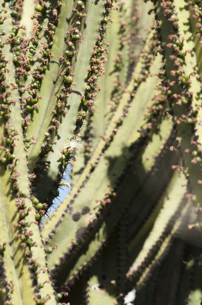 Myrtillocactus schenckii, photographed by Oscar Marín