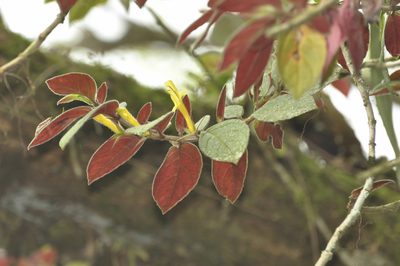 Columnea sulfurea, photographed by Oscar Marín