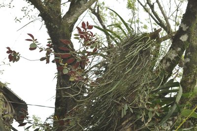 Columnea sulfurea, photographed by Oscar Marín
