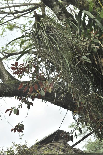 Columnea sulfurea, photographed by Oscar Marín