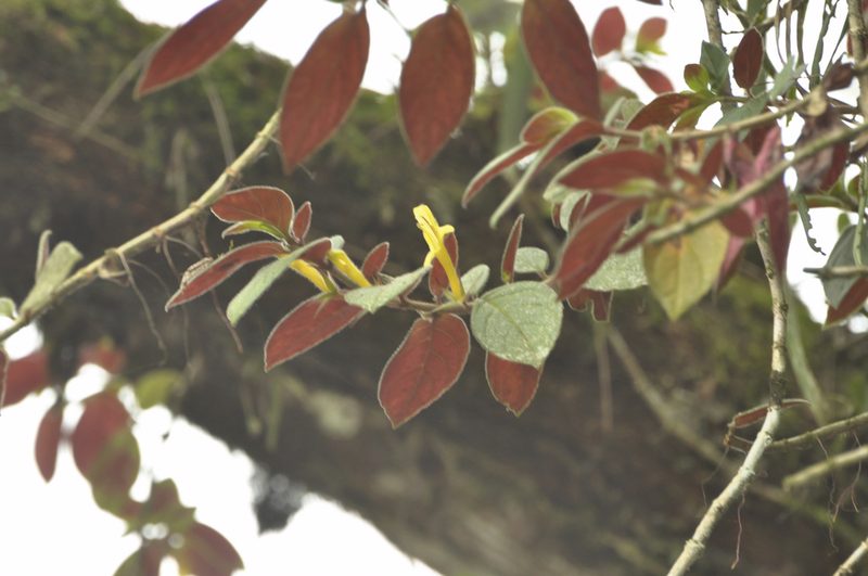 Columnea sulfurea, photographed by Oscar Marín