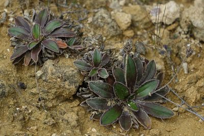 Plantago spathulata, photographed by John Barkla