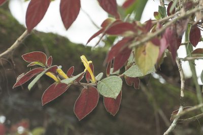 Columnea sulfurea, photographed by Oscar Marín