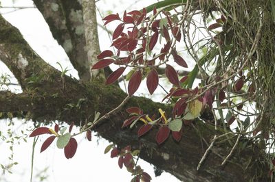 Columnea sulfurea, photographed by Oscar Marín