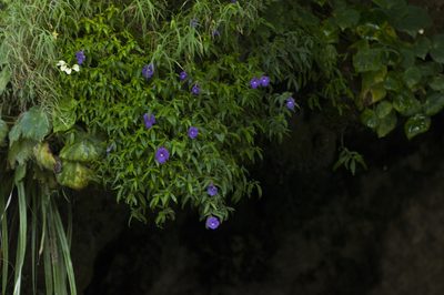 Achimenes cettoana