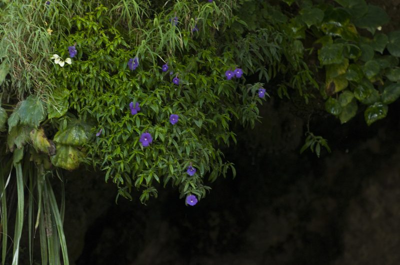 Achimenes cettoana, photographed by Oscar Marín