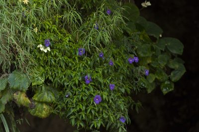 Achimenes cettoana, photographed by Oscar Marín
