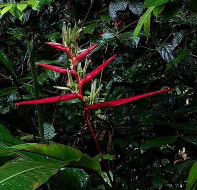 Heliconia acuminata, photographed by desertnaturalist