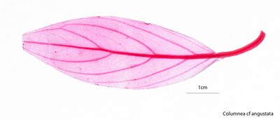 Columnea angustata, photographed by Oscar Marín