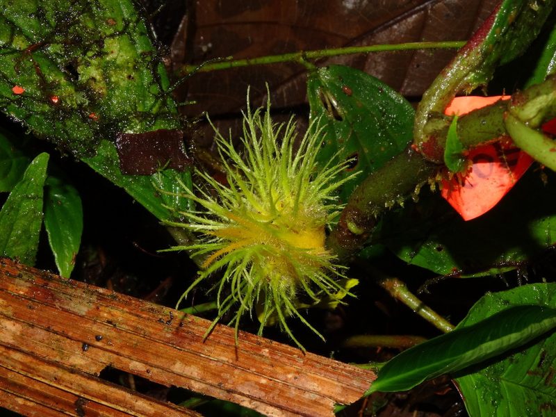 Columnea filifera, photographed by Oscar Marín