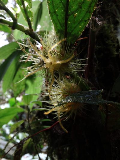 Columnea filifera, photographed by Oscar Marín