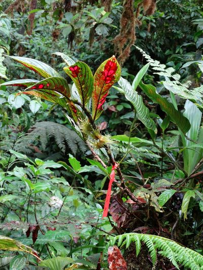 Columnea filifera, photographed by Oscar Marín