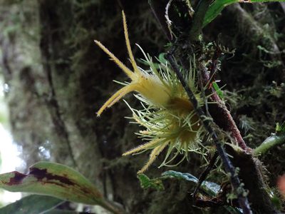 Columnea filifera, photographed by Oscar Marín