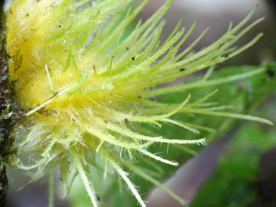 Columnea filifera, photographed by Oscar Marín
