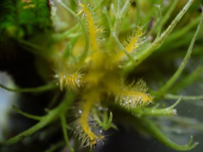 Columnea filifera, photographed by Oscar Marín