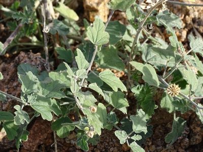 Sphaeralcea incana, photographed by CK2AZ