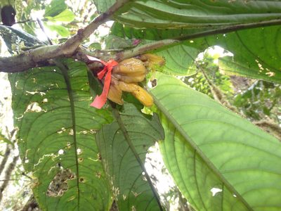 Columnea gigantifolia, photographed by Oscar Marín