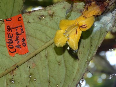 Columnea gigantifolia, photographed by Oscar Marín