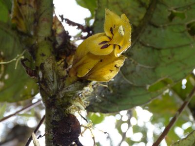 Columnea gigantifolia, photographed by Oscar Marín