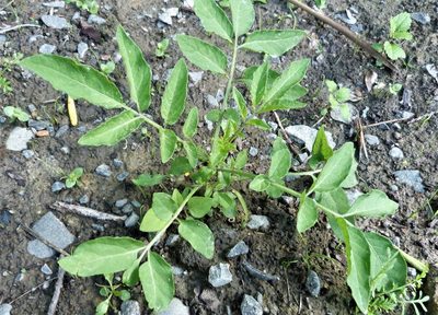 Solanum chacoense, photographed by Colin Meurk