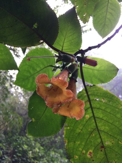 Solenophora calycosa, photographed by Philip Vanbergen