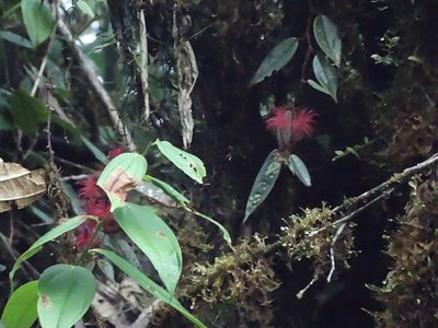 Columnea minor, photographed by Oscar Marín