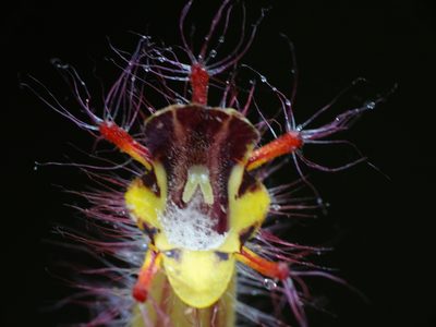 Columnea minor, photographed by Oscar Marín