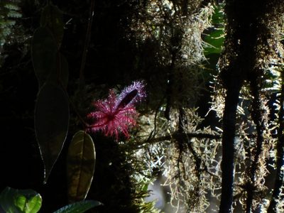Columnea minor, photographed by Oscar Marín