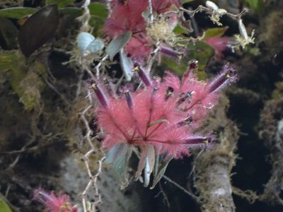 Columnea minor, photographed by Oscar Marín