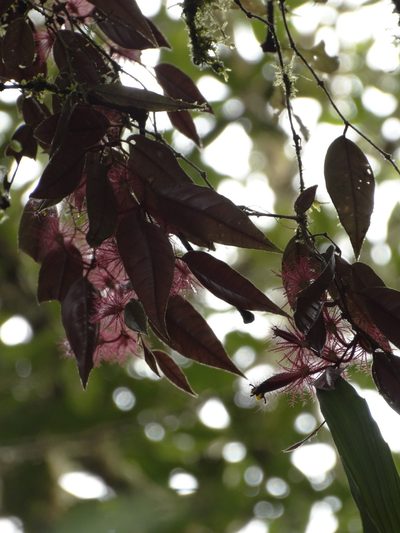 Columnea minor, photographed by Oscar Marín