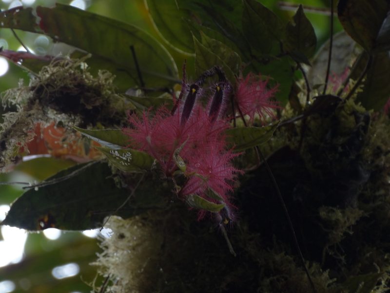 Columnea minor, photographed by Oscar Marín