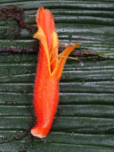 Columnea ceticeps, photographed by Oscar Marín