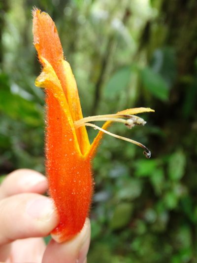 Columnea ceticeps, photographed by Oscar Marín