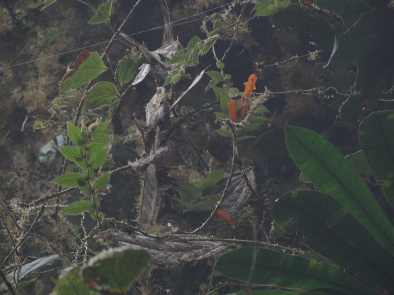 Columnea ceticeps, photographed by Oscar Marín