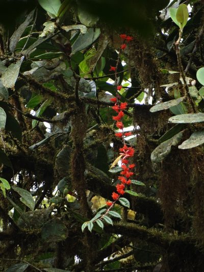 Columnea fimbricalyx, photographed by Oscar Marín