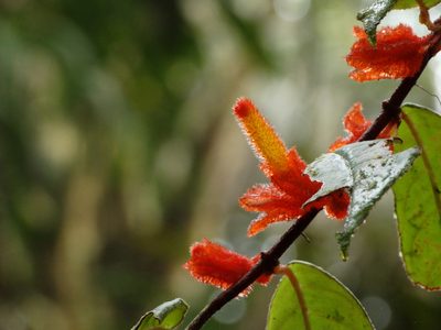 Columnea fimbricalyx, photographed by Oscar Marín