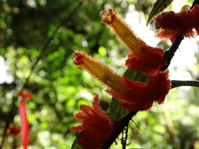 Columnea fimbricalyx, photographed by Oscar Marín