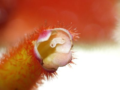Columnea fimbricalyx, photographed by Oscar Marín