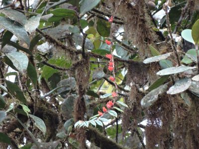 Columnea fimbricalyx, photographed by Oscar Marín