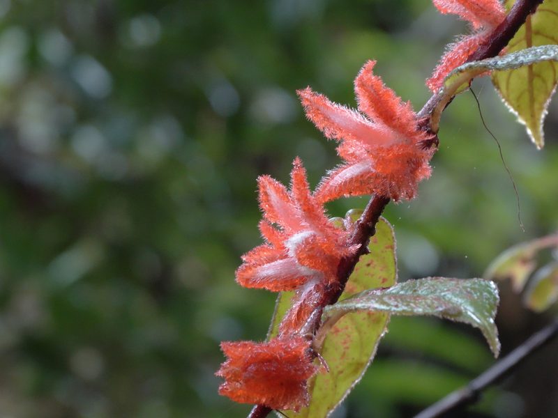 Columnea fimbricalyx, photographed by Oscar Marín