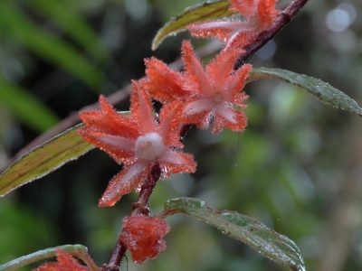 Columnea fimbricalyx, photographed by Oscar Marín