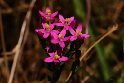 Centaurium tenuiflorum, photographed by Arvel Hernandez