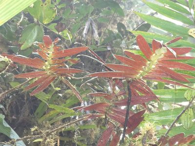 Columnea longinervosa, photographed by Oscar Marín