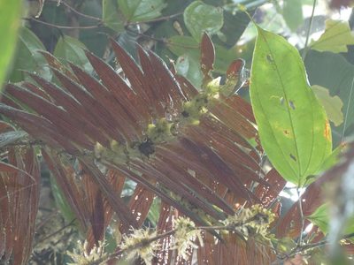Columnea longinervosa, photographed by Oscar Marín