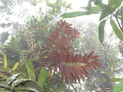 Columnea longinervosa, photographed by Oscar Marín