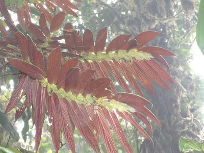 Columnea longinervosa, photographed by Oscar Marín