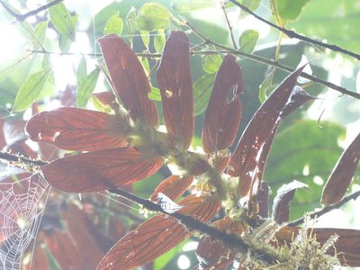 Columnea longinervosa, photographed by Oscar Marín