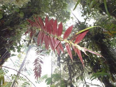 Columnea longinervosa, photographed by Oscar Marín