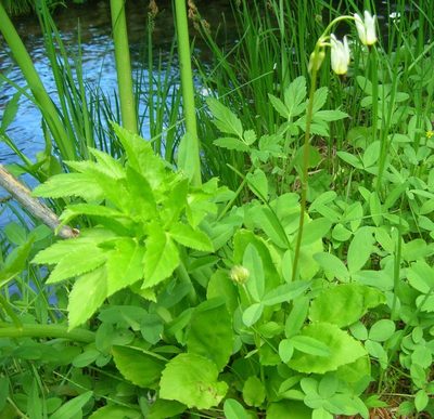 Primula latiloba, photographed by John Brew